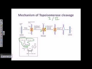 Topo Cloning Video Lecture | Crash Course for CSIR NET Life Sciences (English)