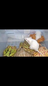 American Frog Eating Giant Hamster | Insect Forest