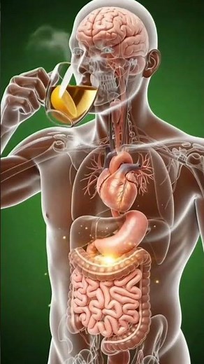 What Happens Inside Your Body When You Drink Lemon Tea | 3D Medical Animation
