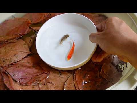 If you raise goldfish in this for 7 months, something amazing will happen.