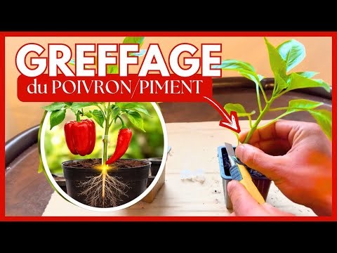 Greffage du poivron et piment | Réussir ses greffes facilement