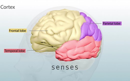 人类大脑的主要结构和功能