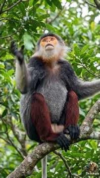 The Primate That Looks Like It’s Wearing Red Socks 😳🐒