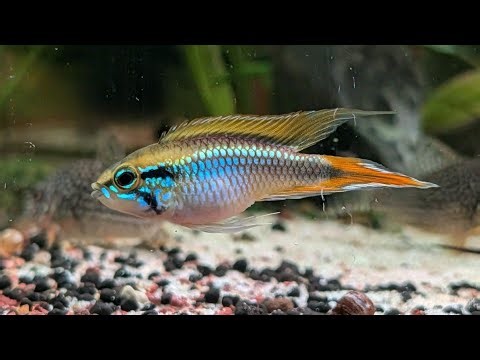 Automatic Water Change System 