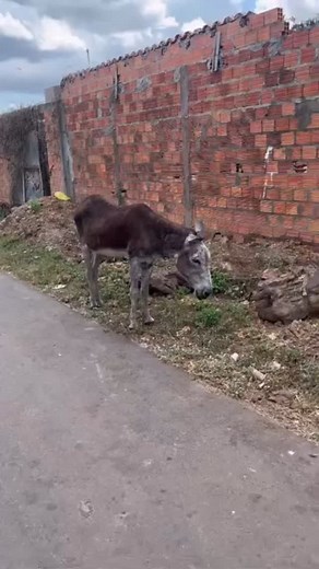 2.6K reactions · 762 shares | Estão percebendo a maldade cometida contra esse animal? O olhar diz tudo o que ele está sofrendo. Cortaram o rabo e o pelo do bicho. Que a vida te trate do mesmo jeito que você trata os animais. Bairro Airton Senna | Proteção Animail | Facebook