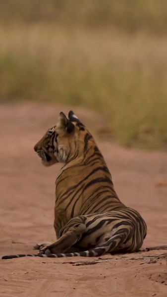 Frozen Moments: The Beauty of Animals in Action