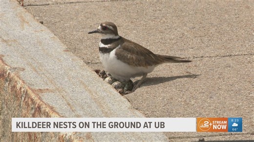 Killdeer nests on the ground at UB