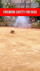 The 4th of July fireworks can be terrifying for dogs, causing stress, anxiety, and even dangerous attempts to escape. Keep your dog safe by bringing them indoors before fireworks start, creating a quiet and secure space with familiar bedding and toys. Close windows and curtains to muffle the noise and play calming music to distract them. Make sure your dog is wearing an ID tag or is microchipped in case they bolt out of fear. Never force your dog to face the fireworks—comfort them and stay calm 