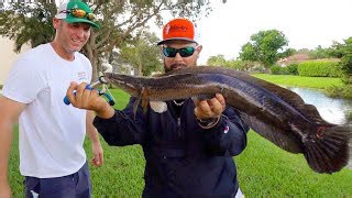 When a backyard snakehead becomes the main course