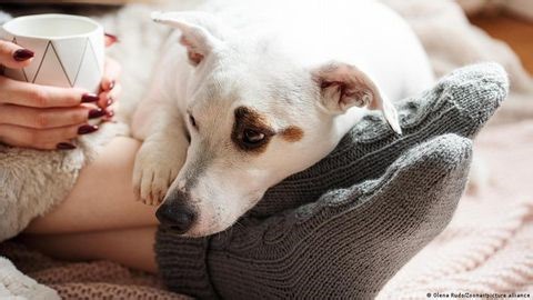 This dog medication could change human lives | Haystack News