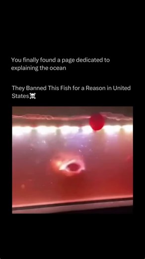 Oceans Explained in depth on Instagram: "Follow @explainingoceans to learn everything about oceans one post at a time 🧠🔥 The giant snakehead fish (Channa micropeltes) is a large, aggressive freshwater predator native to Southeast Asia. It can grow several feet long, breathe air, and survive in low-oxygen waters, which makes it especially good at spreading and outcompeting native species. Because it feeds heavily on other fish, amphibians, and small animals, scientists consider it a serious eco