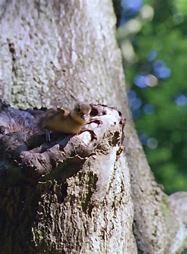 Explore the Majestic World of Lions in Wildlife