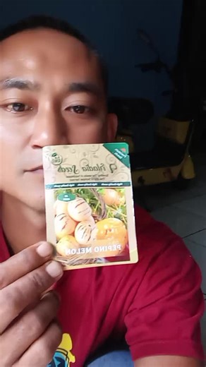 Growing Melon Pepino from Seeds