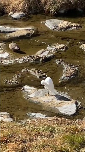 Heron in S. Korea #Snow feathers #birding #birds #nature #beautiful