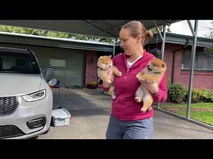 Shiba Inu Puppies