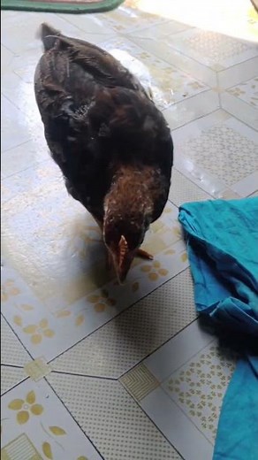 my hen with java🥱