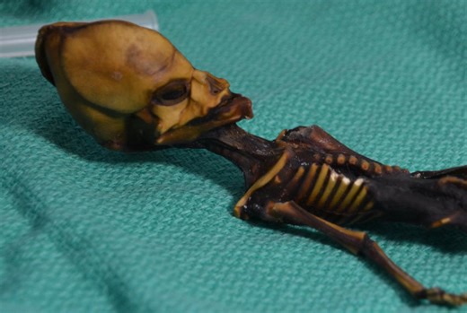 This weird skeleton is definitely not an alien
