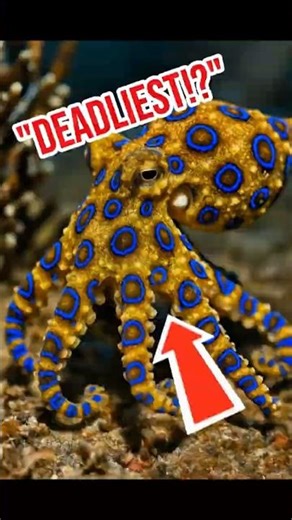 Animals That Can Kill You in Seconds 😳 #animals #animalfacts #shorts