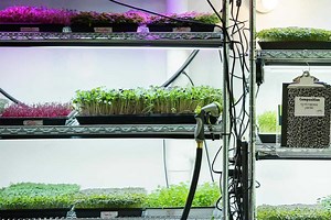 How to Grow Microgreens in Your Basement: A Step-by-Step Guide - Microgreens Corner