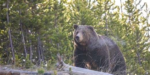 Here's what to do if you encounter a grizzly bear as first one emerges from hibernation at Yellowstone