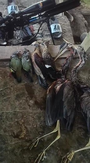 ARBEK BAR3L P50 #survival