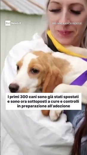 Usa, 1.500 beagle liberati dal centro di ricerca: per i cani inizia il viaggio verso una nuova vita