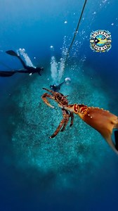 Camera Crab… #spidercrab #vlog #stolencamera #crab #crabbing #instadaily #intothewild #divein #underwaterworld #capturethemoment #influencer #bahamas #vlogger #crabvlog #underwaterlife #adventure #fisherman #awesome #unexpected #unexplained #instacool | Duran Roberts