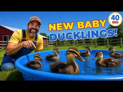 Taking Care of Baby Ducklings With Farmer Jason 🦆 Learning About Animals For Toddlers & Preschoolers