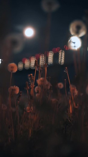 Dandelion Dreams: A Serene Nighttime Scene