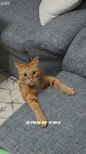 Cute Cats 🙀 #viral 😻 # Ep 6707