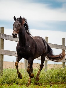 Morgan Horse