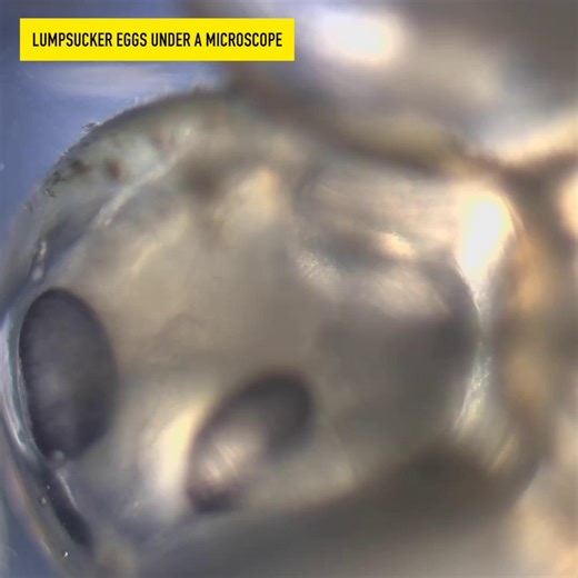 3.1K views · 68 reactions | Have you ever seen a fish egg close up? Under a microscope, developing lumpsucker embryos can be seen wriggling inside their egg membranes with eyes beginning to form and suction discs already taking shape. We think this is a fascinating glimpse into marine life most people never get to see, and we’re thrilled to share it with you! | Alaska SeaLife Center | Facebook