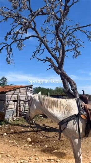 2.5K views · 50 reactions | November 7-9th 2025, Bandera, Texas!...