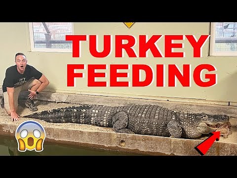 How The Alligators Eat On Thanksgiving!!!
