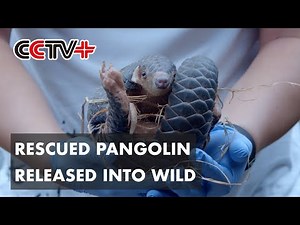 Rescued Chinese Pangolin Released Back into Wild