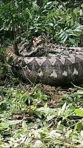 When this thing has swallowed something... #wildlife #animals #nature #ular #snake #buaya #python