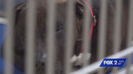 St. Louis County doubles pet adoption fees, raising concerns