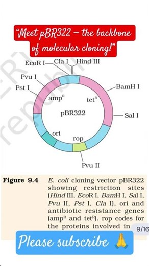 pBR322 Plasmid Map | E. coli Cloning Vector | Restriction Sites & Antibiotic Resistance #revision