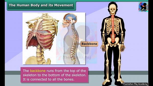 Class 6th_EM_SCIENCE_Body Movements