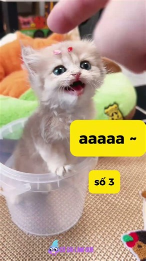 Which one is the real kitten meow? #pets #cat #funny