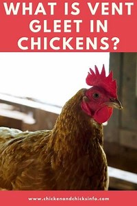 What Is Vent Gleet? (Candida Albicans Infection Explained) - Chicken & Chicks Info
