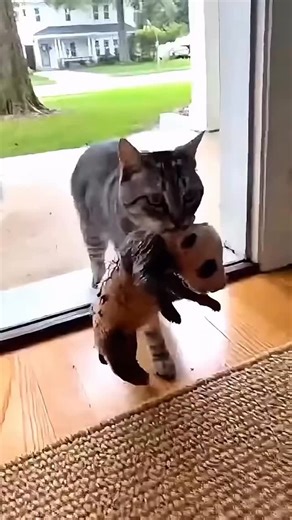 Rohit Kumar Shah on Instagram: "#🔨ᴿᵉᵃᵈʸ ᵗᵒ ᵇᵘᶦˡᵈ ᵗʰᵉ ᶠᵒᵘⁿᵈᵃᵗᶦᵒⁿ ᵒᶠ ʸᵒᵘʳ ᵃᶜᵗᶦⁿᵍ ᶜʳᵃᶠᵗ? ᴶᵒᶦⁿ ᵘˢ ᶦⁿ-ᵖᵉʳˢᵒⁿ ᵃᵗ ᵒᵘʳ ᴸᵒˢ ᴬⁿᵍᵉˡᵉˢ ˢᵗᵘᵈᶦᵒ ᶠᵒʳ ᵗʰᵉ ⁶-ᵂᵉᵉᵏ ᴬᶜᵗᶦⁿᵍ ᵀᵉᶜʰⁿᶦᵠᵘᵉ ᵖʳᵒᵍʳᵃᵐ, ᵗʰᵉ ᵉˢˢᵉⁿᵗᶦᵃˡ ᶠᶦʳˢᵗ ˢᵗᵉᵖ ᶠᵒʳ ᵃˡˡ ˢᵗᵘᵈᵉⁿᵗˢ ᵃᵗ ᵗʰᵉ ˢᵗᵘᵈᶦᵒ.🌟 ᴵⁿ ᵗʰᶦˢ ᶜᵒᵐᵖʳᵉʰᵉⁿˢᶦᵛᵉ ᶜᵒᵘʳˢᵉ, ʸᵒᵘ'ˡˡ ᵉˣᵖˡᵒʳᵉ: 🔹• ᴴᵒʷᵃʳᵈ ᶠᶦⁿᵉ'ˢ ˢᶜʳᶦᵖᵗ ᴬⁿᵃˡʸˢᶦˢ ᴸᵉᶜᵗᵘʳᵉ 🔹• ᵁᵗᵃ ᴴᵃᵍᵉⁿ'ˢ ᴼᵇʲᵉᶜᵗ ᴱˣᵉʳᶜᶦˢᵉˢ 🔹• ᴾᵉʳˢᵒⁿᵃˡᶦᶻᵃᵗᶦᵒⁿ, ˢᵉⁿˢᵒʳʸ ʷᵒʳᵏ, ᵃⁿᵈ ᵉᵐᵒᵗᶦᵒⁿᵃˡ ʳᵉᶜᵃˡˡ ʷᶦᵗʰ ᴰᵃᵛᶦᵈ ᶜᵒᵘʳʸ 🔹• ᴴᵒʷ ᵗᵒ ʰᵃⁿᵈˡᵉ ⁿᵉʳᵛᵉˢ ᵃⁿᵈ ᵇʳᵉᵃᵏ ᵒˡᵈ ʰᵃᵇᶦᵗˢ 🔹• ᴬˢˢᶦᵍⁿᵉᵈ ᵐᵃᵗᵉʳᶦᵃˡ ᵃⁿᵈ ᵃⁿ