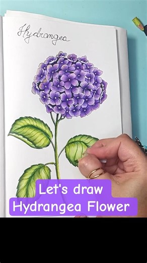 Let's Draw a Beautiful Hydrangea Flower! #floraart #flowerdrawing #botanicaldrawing #coloredpencils