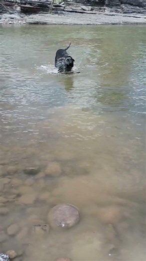 Gremlin Fetching on The San Juan River in Pagosa Springs! June 26, 2026