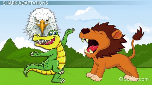 Shark Adaptations: Lesson for Kids