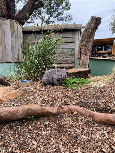 Meet Popcorn, the wombat joey 🍿 Popcorn sadly lost her mum in a car accident, but her story didn’t end there. Rescued in May, she’s now in rehabilitation with our partners at @bonorong, receiving the expert care she needs to prepare her for life back in the wild. 💛 | ifaw
