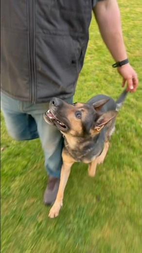 Fussing with Garmr! #schutzhund #schutzhundtraining #igptraining #gsd #fussing #heeling #dogtraining