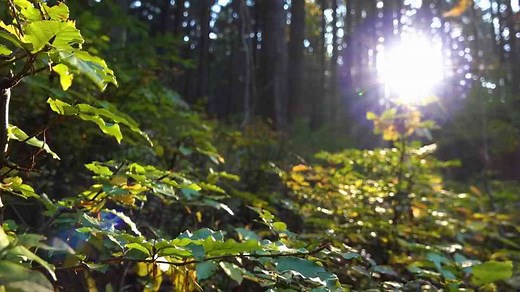 Girl Found Abandoned Car Deep In The Woods, When She Sees Inside, She Ends up in Tears