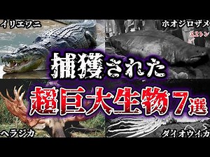【ゆっくり解説】世界で捕獲された超巨大生物たち７選