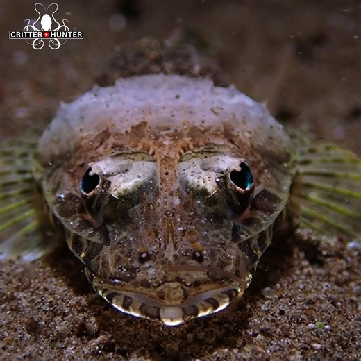 The crocodile fish possesses a remarkable hunting technique, relying on its ability to lie in wait for extended periods, using its impressive camouflage to ambush unsuspecting prey with swift precision in the diverse underwater landscapes it calls home. 📷 Scuba diving in Dauin, Philippines with Critter Republic Dive Center . . . . . #fish #ocean #marinelife | Critter Hunter